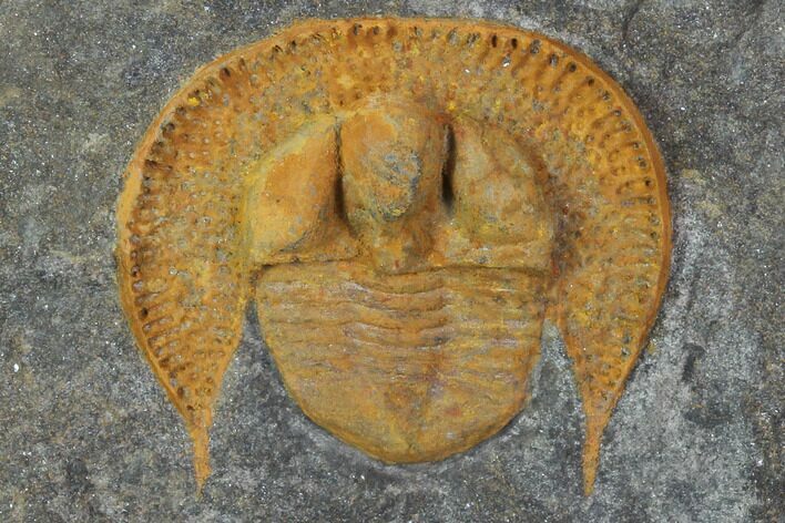Orange Declivolithus Trilobite - Mecissi, Morocco #101778